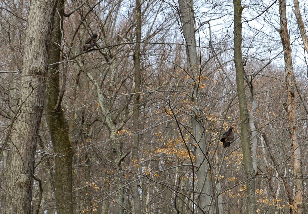 Turkey vultures wanting in a tree
